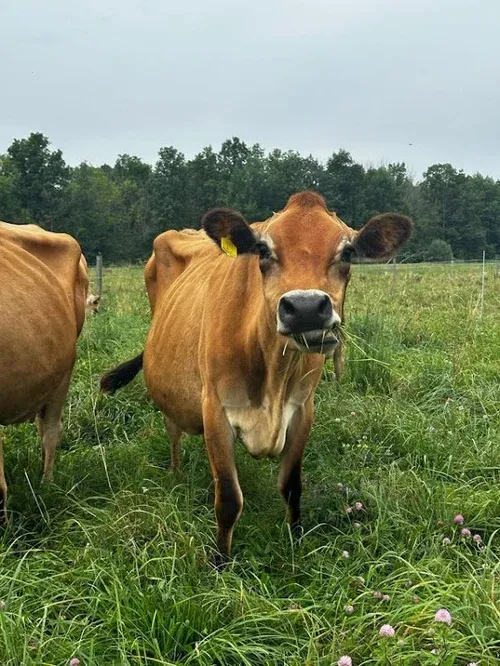 A cow grazing in a green pasture at Family Farmstead