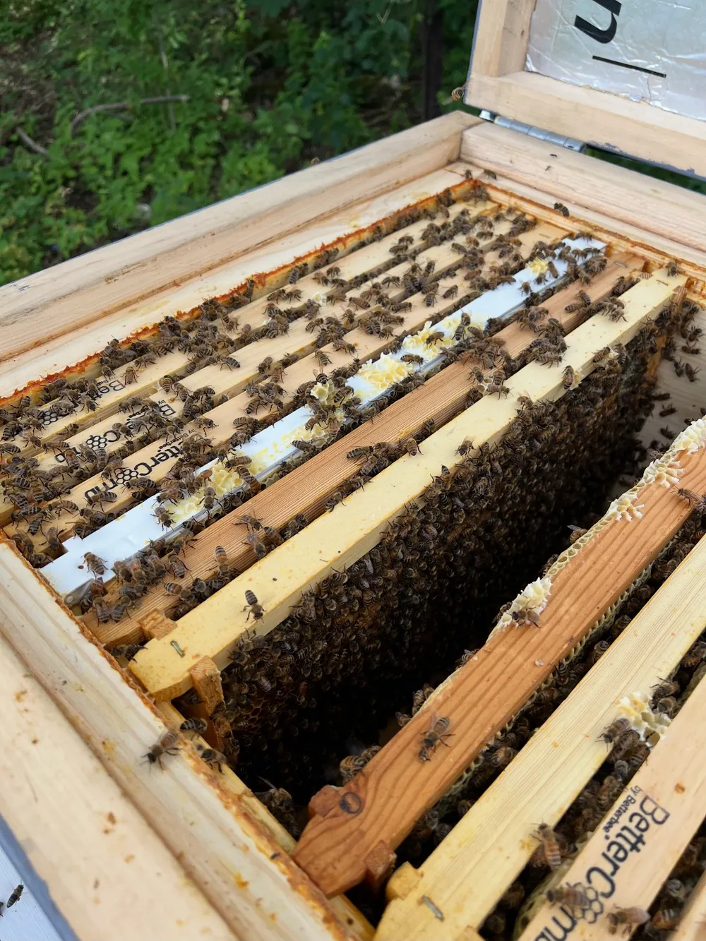 An open hive with bees working across the wooden frames
