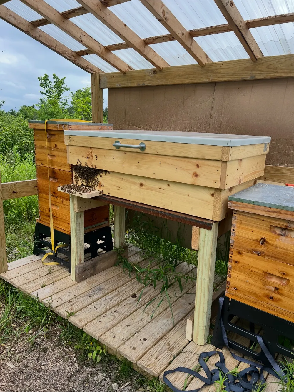 Wooden beehives on a raised deck under a shade roof at the honey farm