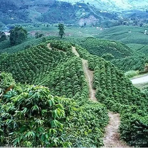 Rows of coffee plants covering steep green hillsides in Colombia